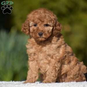 Kimberly, Miniature Poodle Puppy
